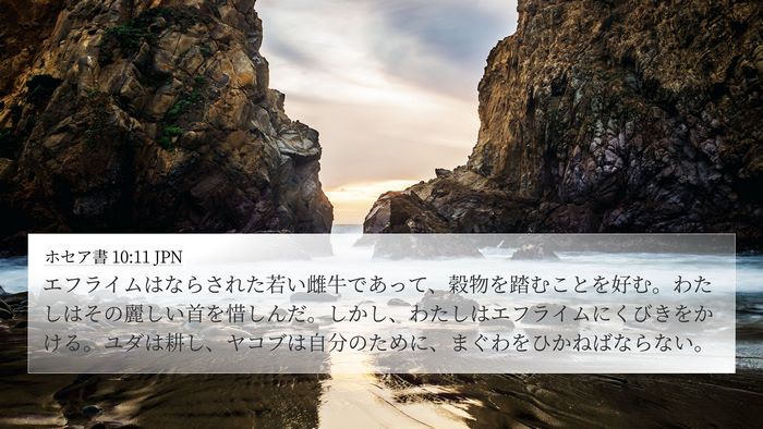 ホセア書 10:11 JPN 4K Wallpaper - エフライムはならされた若い雌牛で - 4K Wallpaper Bible Verse