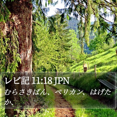 レビ記 11:18 JPN Bible Verse Image