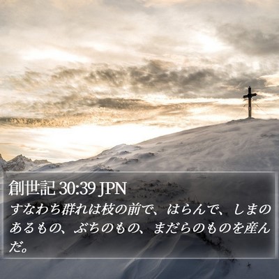 創世記 30:39 JPN Bible Verse Image