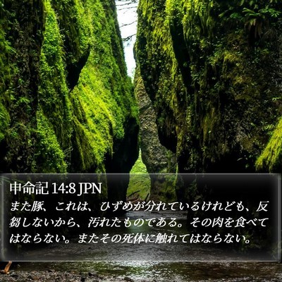 申命記 14:8 JPN Bible Verse Image