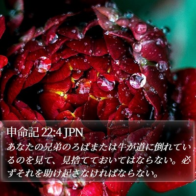 申命記 22:4 JPN Bible Verse Image