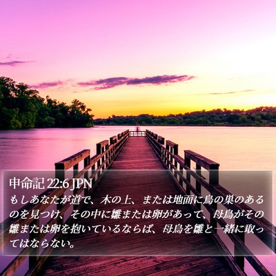 申命記 22:6 JPN Bible Verse Image