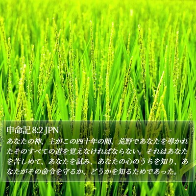 申命記 8:2 JPN Bible Verse Image