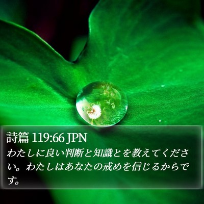 詩篇 119:66 JPN Bible Verse Image