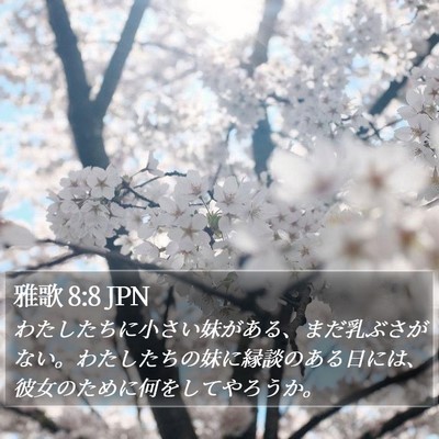 雅歌 8:8 JPN Bible Verse Image
