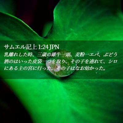 Picture 02 - サムエル記上 1:24 JPN - 乳離れした時、三歳の雄牛一頭、麦 - Bible Verse Picture