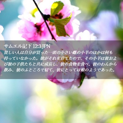 Picture 02 - サムエル記下 12:3 JPN - 貧しい人は自分が買った一頭の小さ - Bible Verse Picture