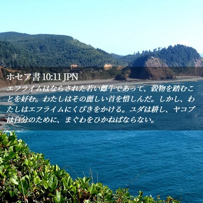 Picture 02 - ホセア書 10:11 JPN - エフライムはならされた若い雌牛で - Bible Verse Picture
