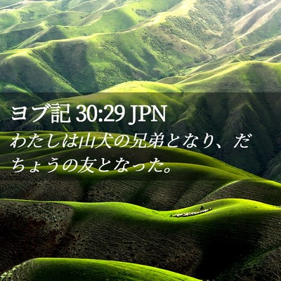 Picture 02 - ヨブ記 30:29 JPN - わたしは山犬の兄弟となり、だちょ - Bible Verse Picture