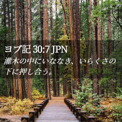 Picture 02 - ヨブ記 30:7 JPN - 灌木の中にいななき、いらくさの下 - Bible Verse Picture