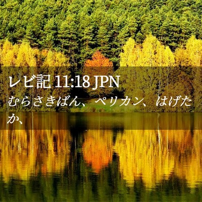 Picture 02 - レビ記 11:18 JPN - むらさきばん、ペリカン、はげたか - Bible Verse Picture