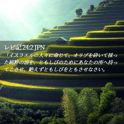 Picture 02 - レビ記 24:2 JPN - 「イスラエルの人々に命じて、オリ - Bible Verse Picture