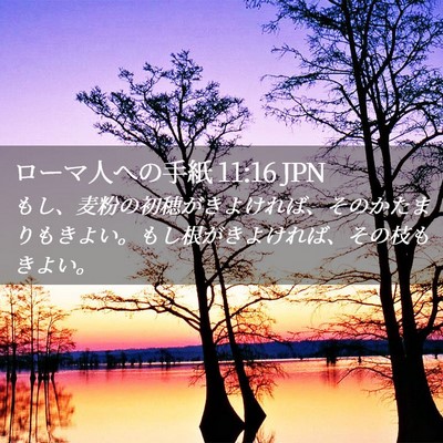 Picture 02 - ローマ人への手紙 11:16 JPN - もし、麦粉の初穂がきよければ、そ - Bible Verse Picture