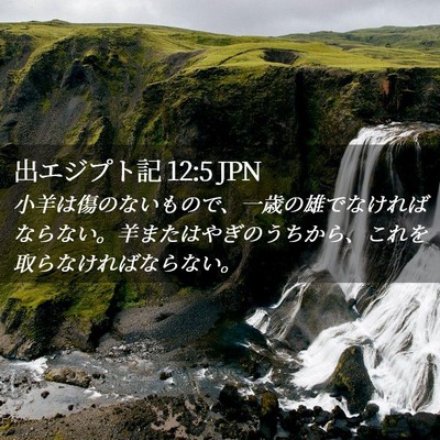 Picture 02 - 出エジプト記 12:5 JPN - 小羊は傷のないもので、一歳の雄で - Bible Verse Picture