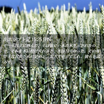 Picture 02 - 出エジプト記 15:25 JPN - モーセは主に叫んだ。主は彼に一本 - Bible Verse Picture