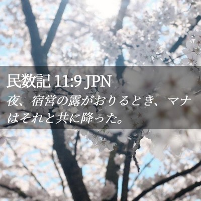 Picture 02 - 民数記 11:9 JPN - 夜、宿営の露がおりるとき、マナは - Bible Verse Picture