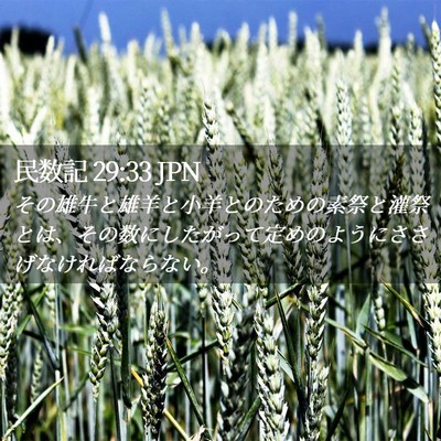 Picture 02 - 民数記 29:33 JPN - その雄牛と雄羊と小羊とのための素 - Bible Verse Picture
