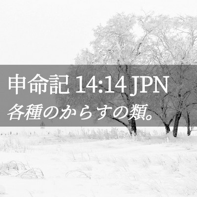 Picture 02 - 申命記 14:14 JPN - 各種のからすの類。 - Bible Verse Picture