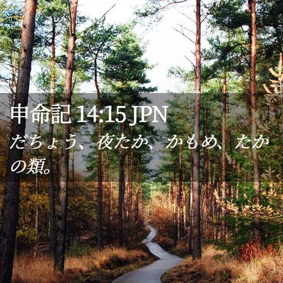 Picture 02 - 申命記 14:15 JPN - だちょう、夜たか、かもめ、たかの - Bible Verse Picture