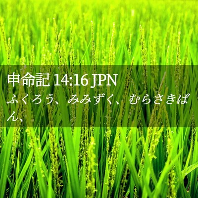 Picture 02 - 申命記 14:16 JPN - ふくろう、みみずく、むらさきばん - Bible Verse Picture