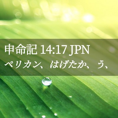 Picture 02 - 申命記 14:17 JPN - ペリカン、はげたか、う、 - Bible Verse Picture