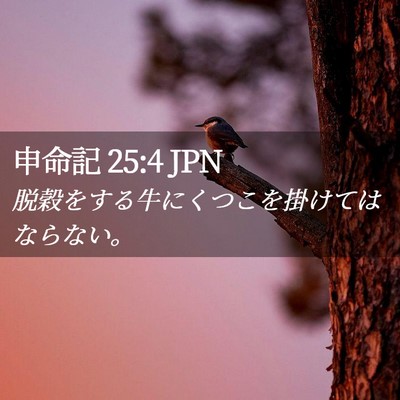 Picture 02 - 申命記 25:4 JPN - 脱穀をする牛にくつこを掛けてはな - Bible Verse Picture