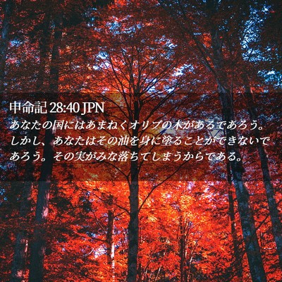 Picture 02 - 申命記 28:40 JPN - あなたの国にはあまねくオリブの木 - Bible Verse Picture