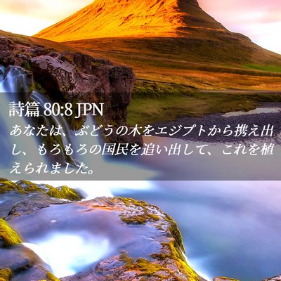 Picture 02 - 詩篇 80:8 JPN - あなたは、ぶどうの木をエジプトか - Bible Verse Picture