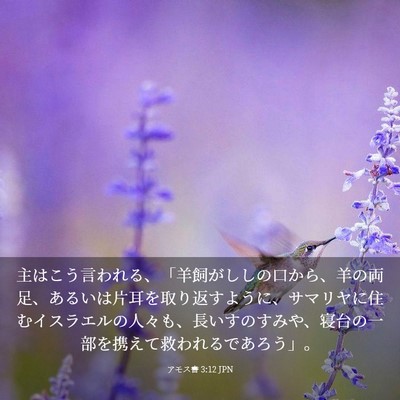 Picture 03 - アモス書 3:12 JPN - 主はこう言われる、「羊飼がししの - Bible Verse Picture