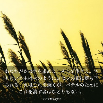 Picture 03 - アモス書 5:6 JPN - あなたがたは主を求めよ、そして生 - Bible Verse Picture
