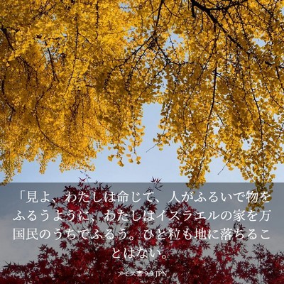 Picture 03 - アモス書 9:9 JPN - 「見よ、わたしは命じて、人がふる - Bible Verse Picture