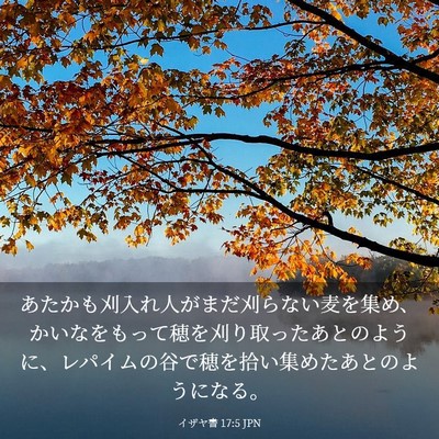 Picture 03 - イザヤ書 17:5 JPN - あたかも刈入れ人がまだ刈らない麦 - Bible Verse Picture