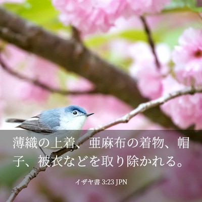 Picture 03 - イザヤ書 3:23 JPN - 薄織の上着、亜麻布の着物、帽子、 - Bible Verse Picture