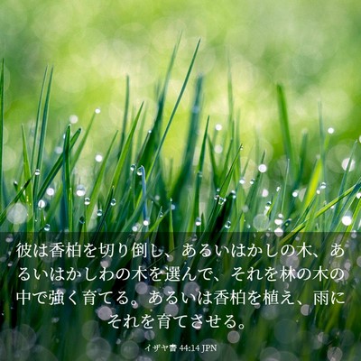 Picture 03 - イザヤ書 44:14 JPN - 彼は香柏を切り倒し、あるいはかし - Bible Verse Picture