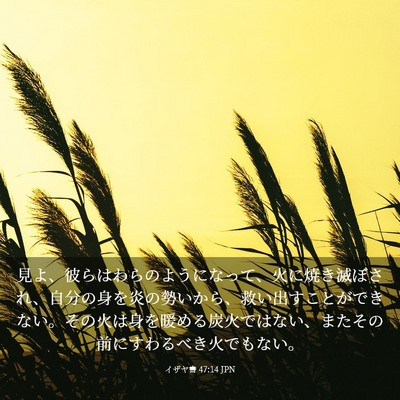 Picture 03 - イザヤ書 47:14 JPN - 見よ、彼らはわらのようになって、 - Bible Verse Picture