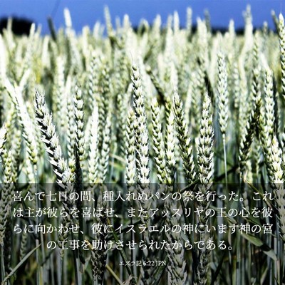 Picture 03 - エズラ記 6:22 JPN - 喜んで七日の間、種入れぬパンの祭 - Bible Verse Picture