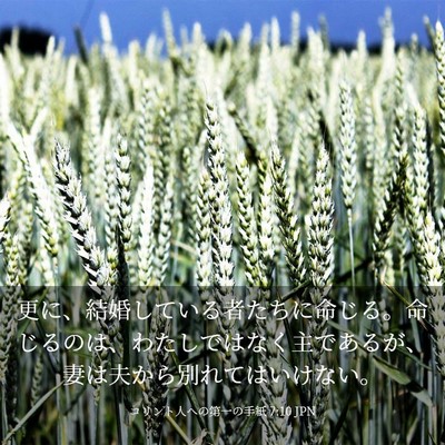 Picture 03 - コリント人への第一の手紙 7:10 JPN - 更に、結婚している者たちに命じる - Bible Verse Picture