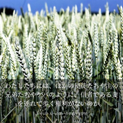 Picture 03 - コリント人への第一の手紙 9:5 JPN - わたしたちには、ほかの使徒たちや - Bible Verse Picture