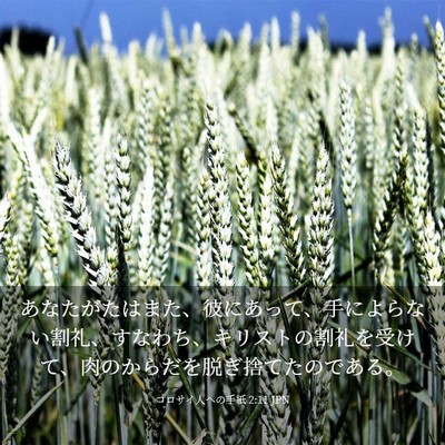 Picture 03 - コロサイ人への手紙 2:11 JPN - あなたがたはまた、彼にあって、手 - Bible Verse Picture