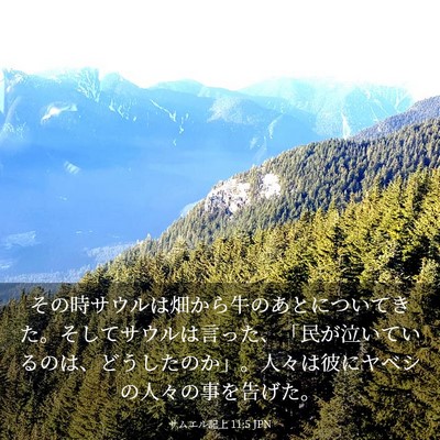 Picture 03 - サムエル記上 11:5 JPN - その時サウルは畑から牛のあとにつ - Bible Verse Picture