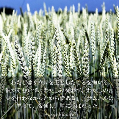 Picture 03 - サムエル記上 15:11 JPN - 「わたしはサウルを王としたことを - Bible Verse Picture