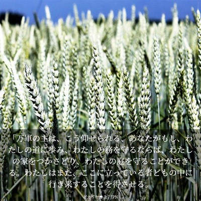 Picture 03 - ゼカリヤ書 3:7 JPN - 「万軍の主は、こう仰せられる、あ - Bible Verse Picture