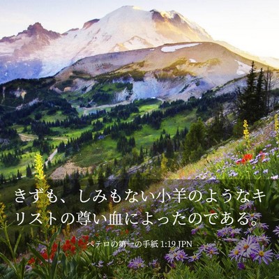 Picture 03 - ペテロの第一の手紙 1:19 JPN - きずも、しみもない小羊のようなキ - Bible Verse Picture