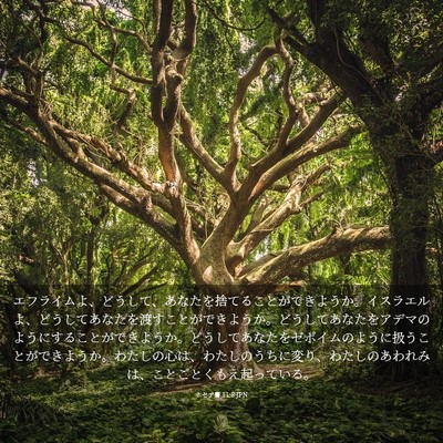 Picture 03 - ホセア書 11:8 JPN - エフライムよ、どうして、あなたを - Bible Verse Picture