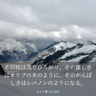 Picture 03 - ホセア書 14:6 JPN - その枝は茂りひろがり、その麗しさ - Bible Verse Picture