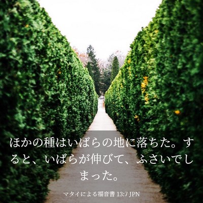 Picture 03 - マタイによる福音書 13:7 JPN - ほかの種はいばらの地に落ちた。す - Bible Verse Picture