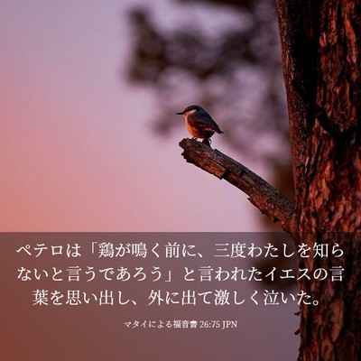 Picture 03 - マタイによる福音書 26:75 JPN - ペテロは「鶏が鳴く前に、三度わた - Bible Verse Picture