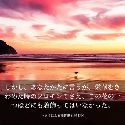 Picture 03 - マタイによる福音書 6:29 JPN - しかし、あなたがたに言うが、栄華 - Bible Verse Picture