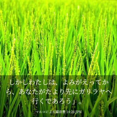 Picture 03 - マルコによる福音書 14:28 JPN - しかしわたしは、よみがえってから - Bible Verse Picture