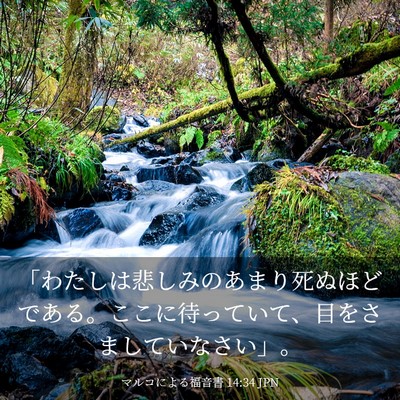 Picture 03 - マルコによる福音書 14:34 JPN - 「わたしは悲しみのあまり死ぬほど - Bible Verse Picture